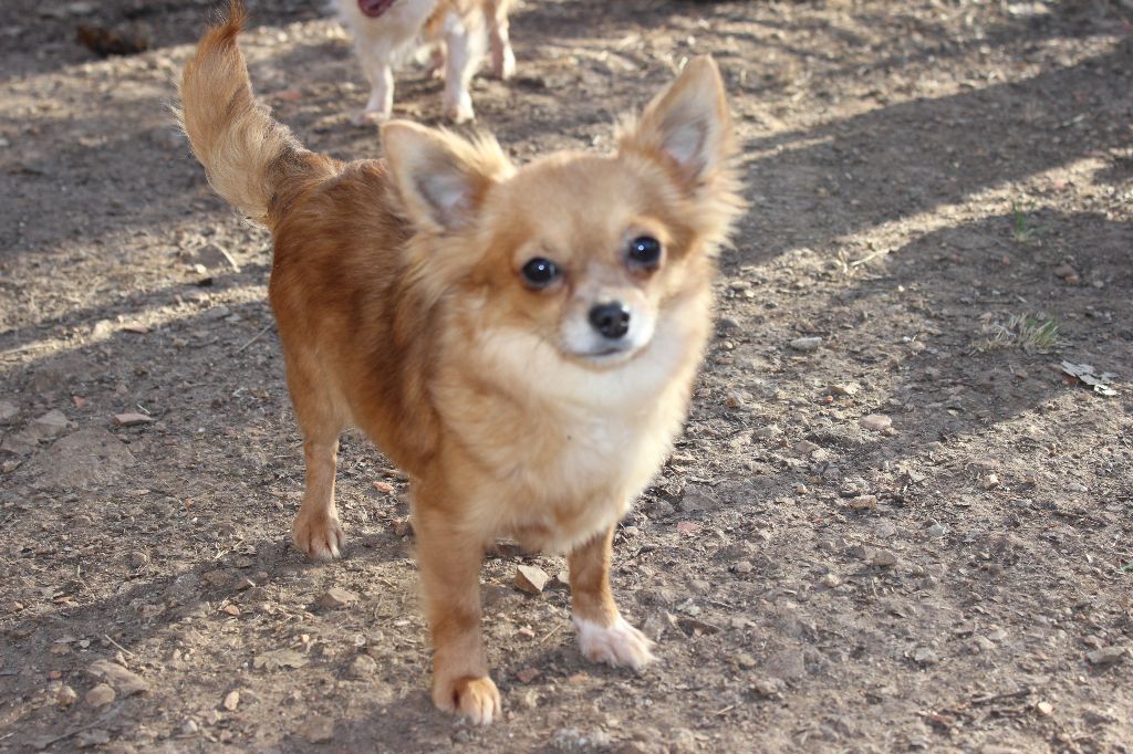 Les Chihuahua de l'affixe De L'Univers De Kerplanque
