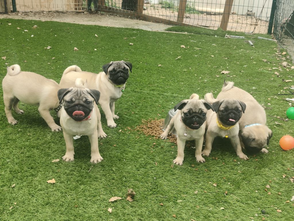 chiot Carlin De L'Univers De Kerplanque