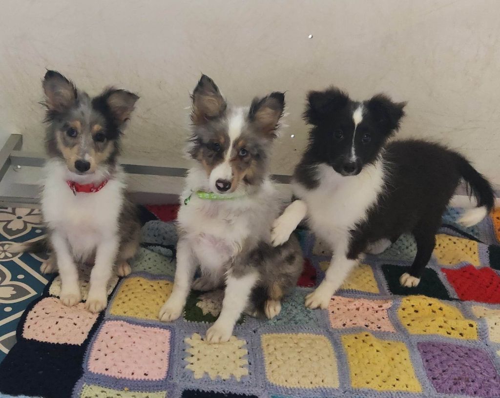 chiot Shetland Sheepdog De L'Univers De Kerplanque