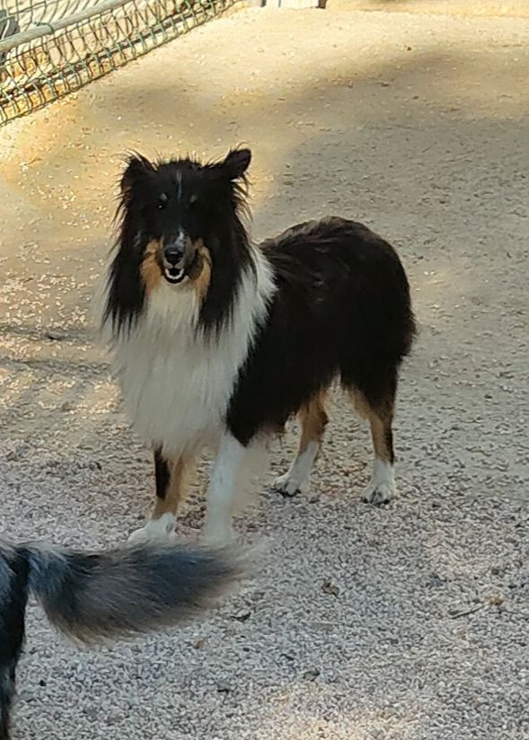 Reglisse de l'Angelarde