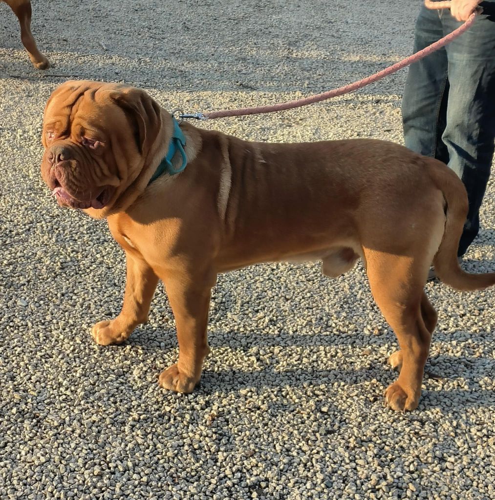 Uar royal dog' lescurette (Sans Affixe)