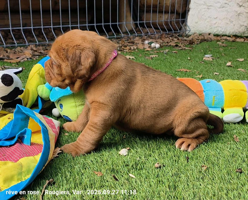 De L'Univers De Kerplanque - Chiots disponibles - Dogue de Bordeaux