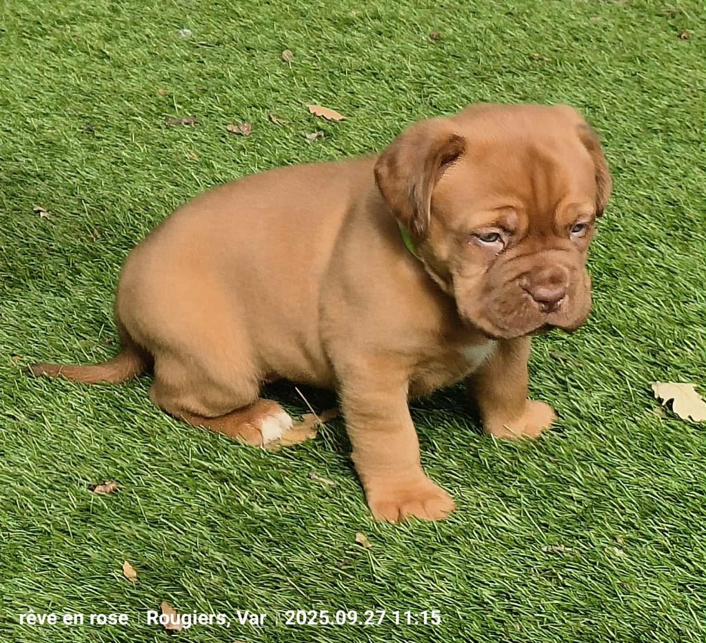 De L'Univers De Kerplanque - Chiots disponibles - Dogue de Bordeaux