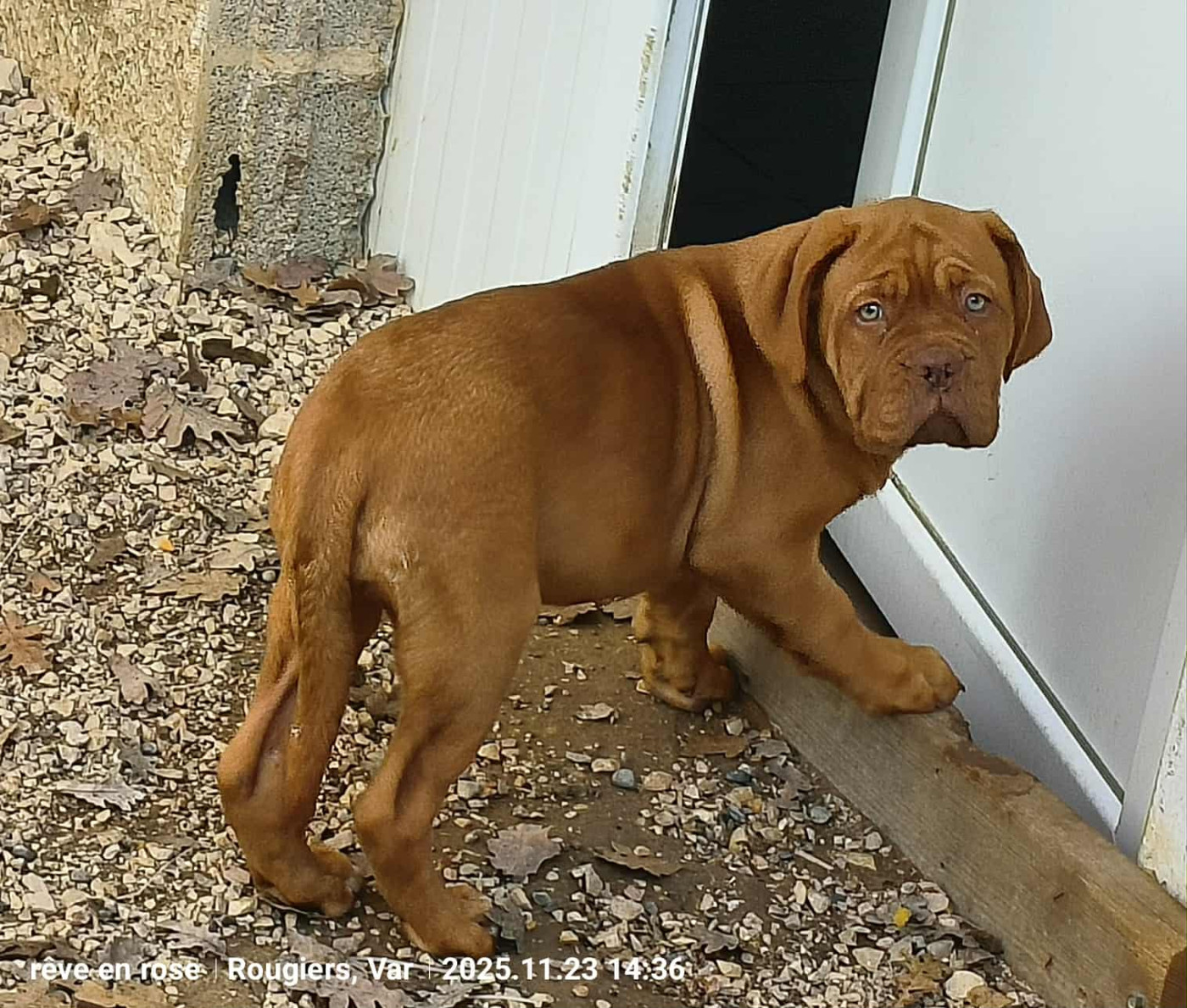 De L'Univers De Kerplanque - Chiots disponibles - Dogue de Bordeaux
