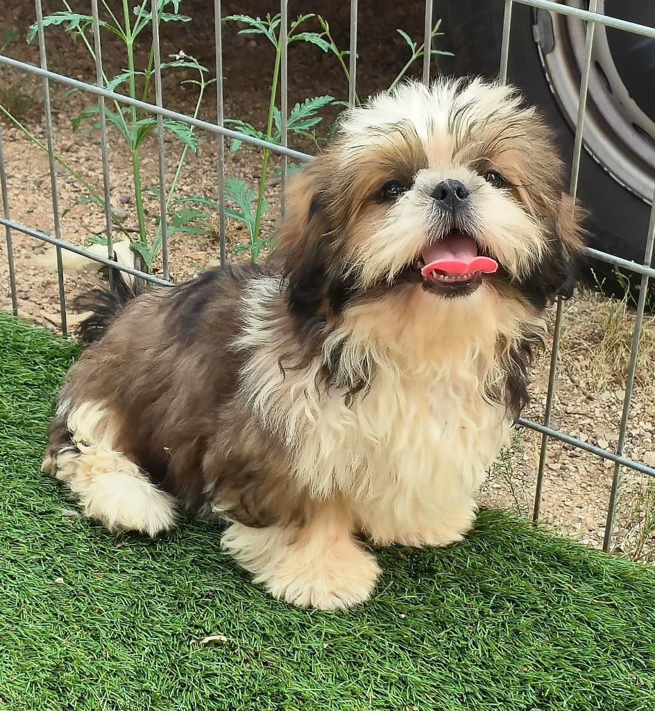 De L'Univers De Kerplanque - Chiots disponibles - Shih Tzu