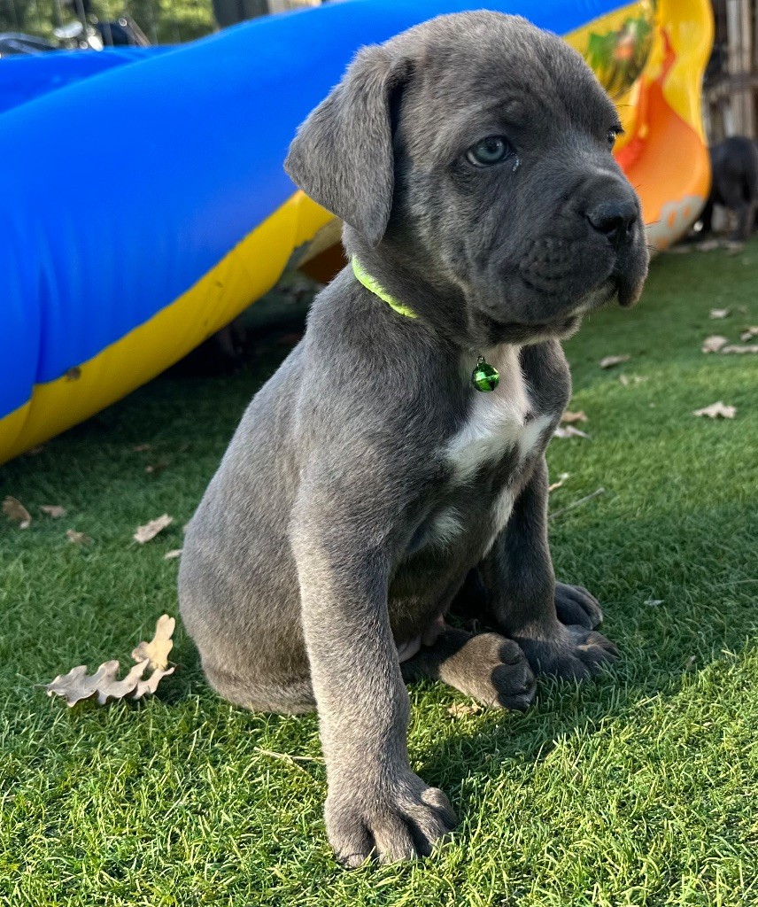De L'Univers De Kerplanque - Cane Corso - Portée née le 16/08/2023