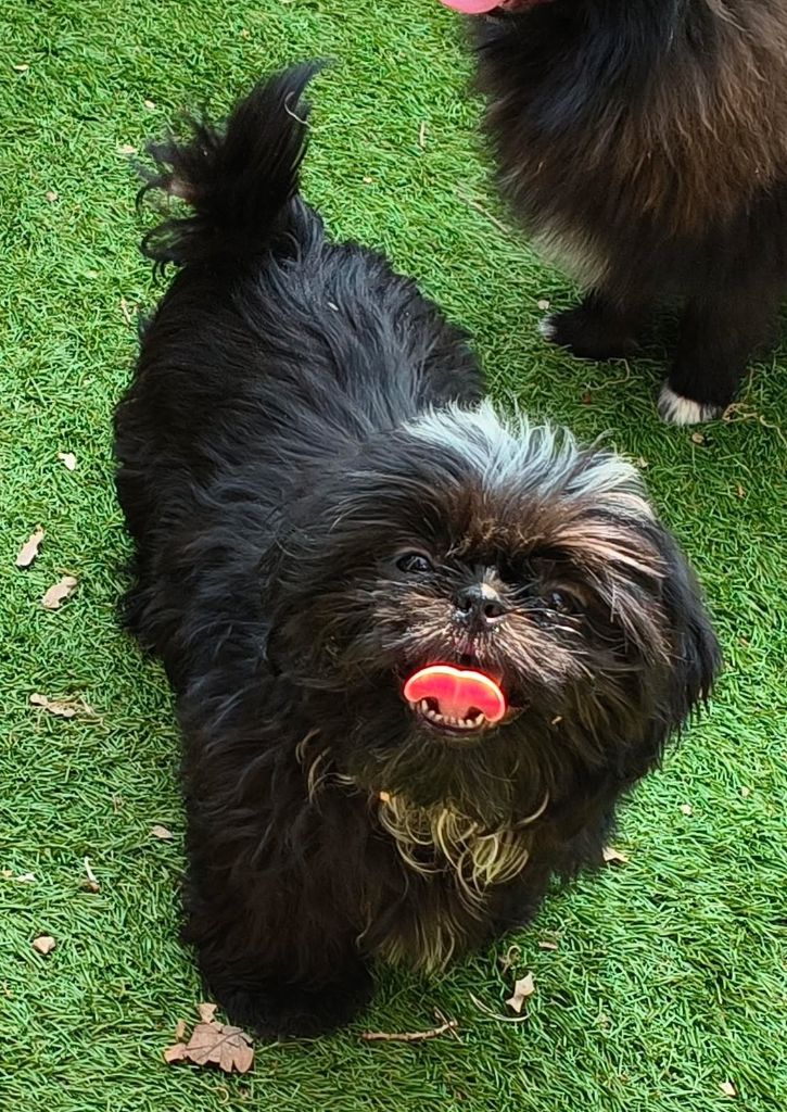 De L'Univers De Kerplanque - Chiots disponibles - Shih Tzu