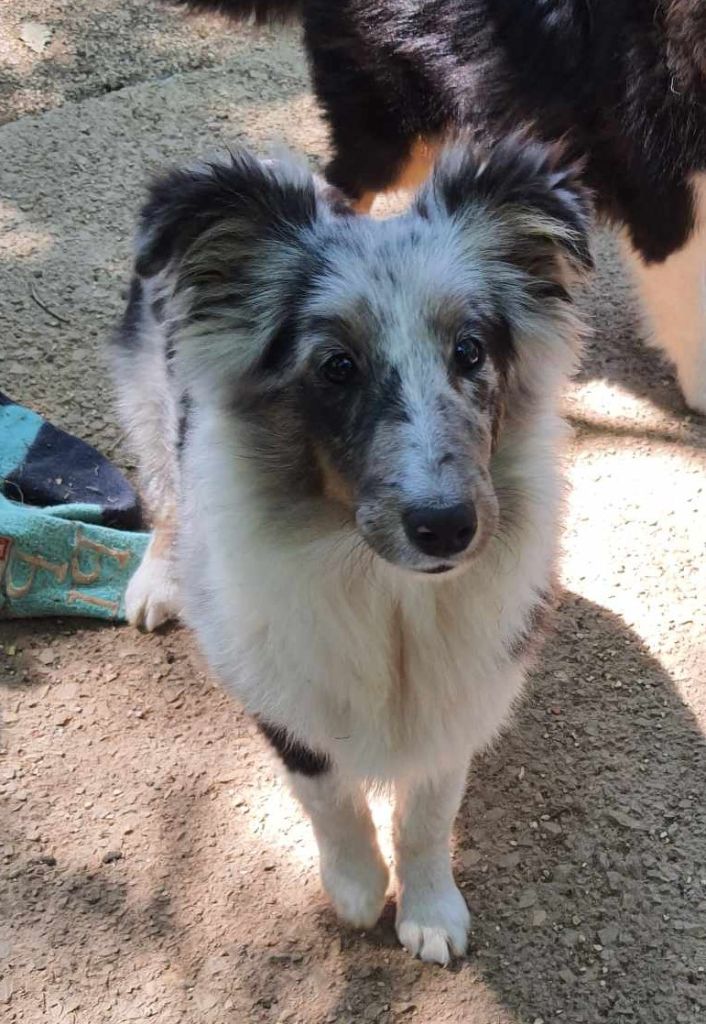 De L'Univers De Kerplanque - Shetland Sheepdog - Portée née le 06/12/2023