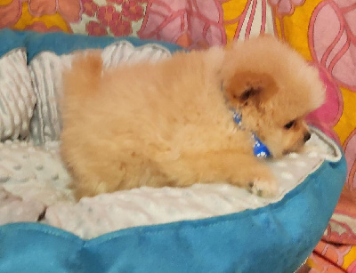 CHIOT 1