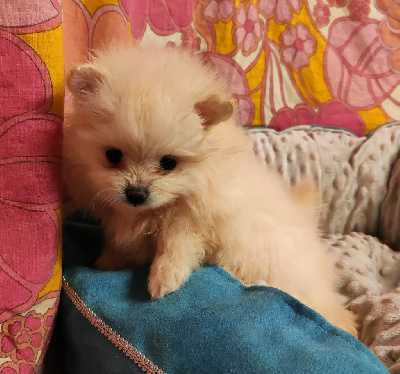 CHIOT 3