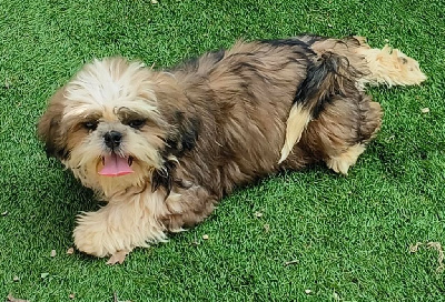 CHIOT 2