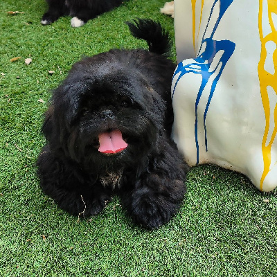 CHIOT 3