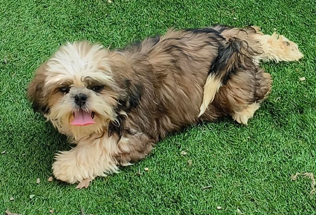 De L'Univers De Kerplanque - Chiots disponibles - Shih Tzu