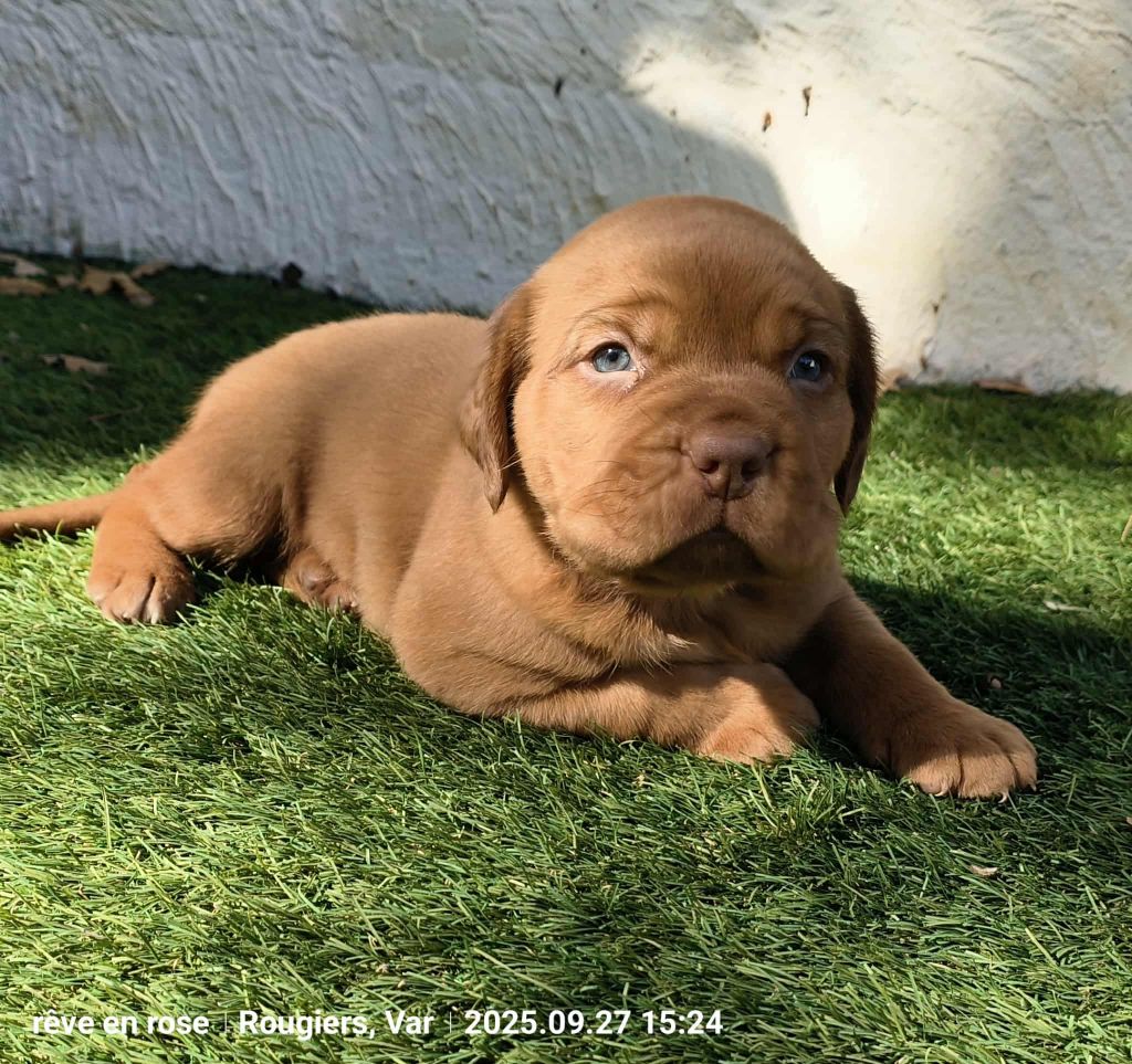 De L'Univers De Kerplanque - Chiots disponibles - Dogue de Bordeaux