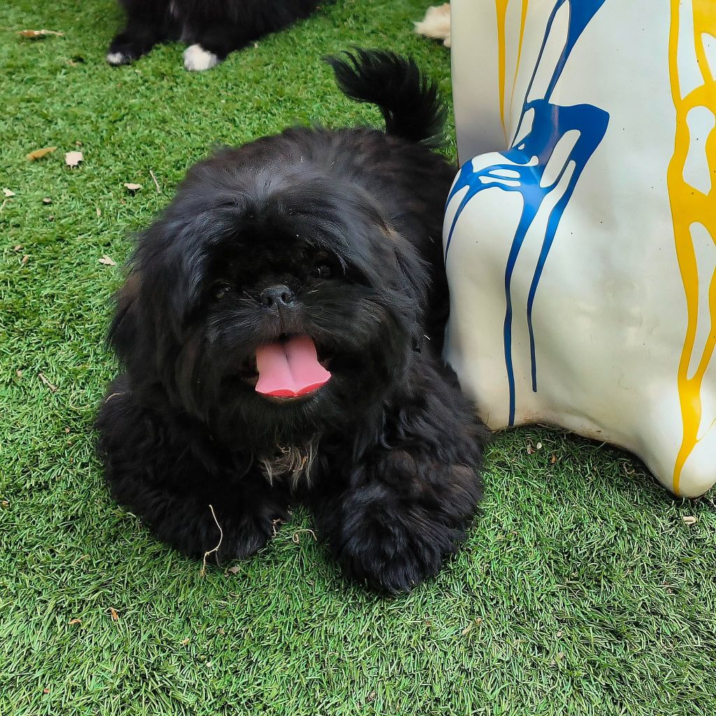 De L'Univers De Kerplanque - Chiots disponibles - Shih Tzu